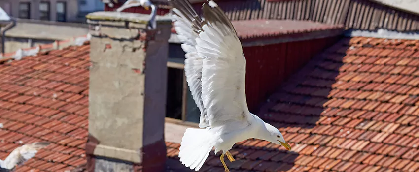 Residential Chimney Animal Removal Solution in Schererville, IN